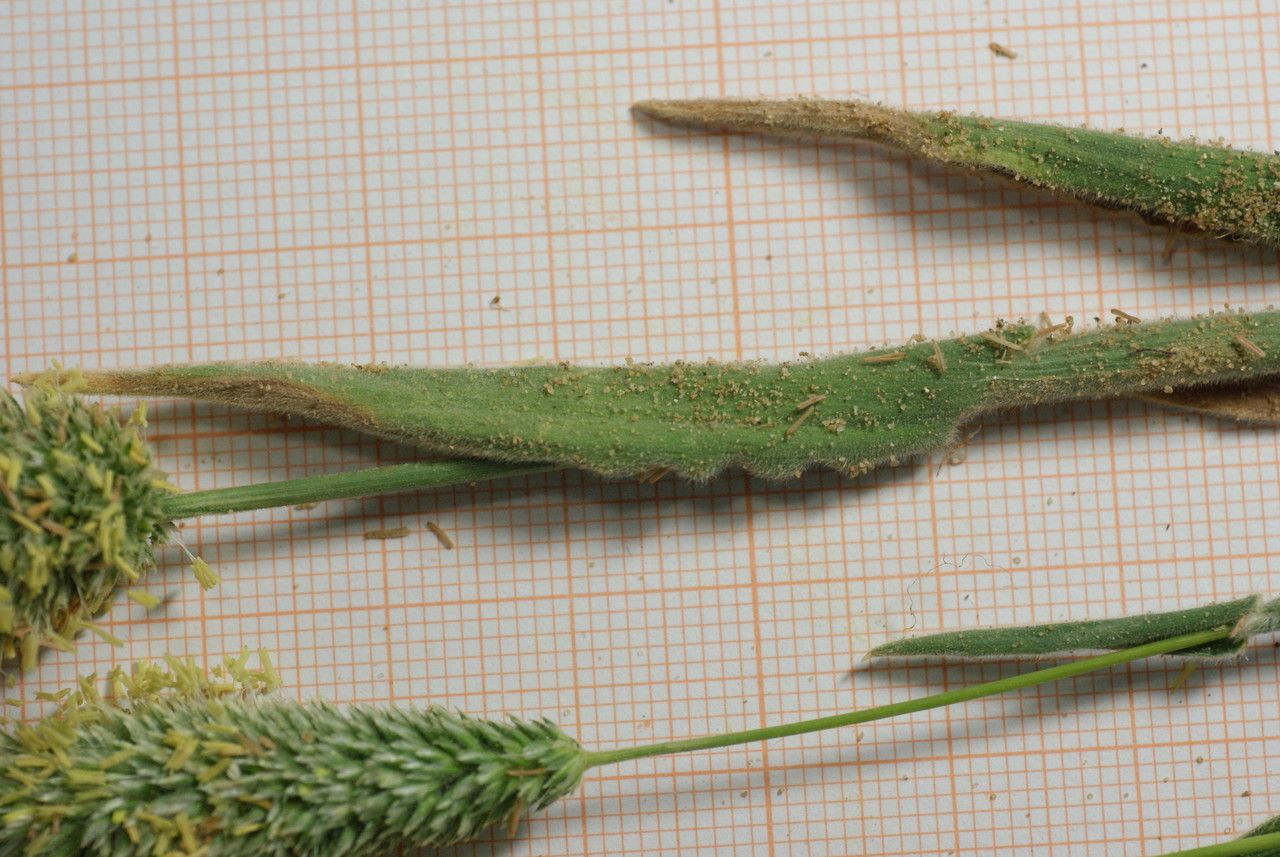 Rostraria litorea — related species from the same genus