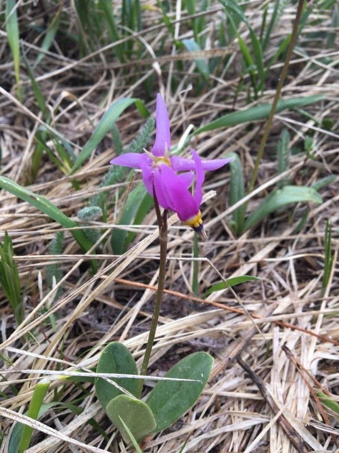 Dodecatheon pulchellum flower