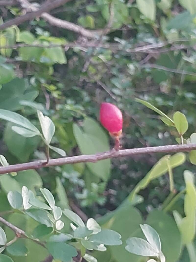 Doratoxylon chouxii fruit