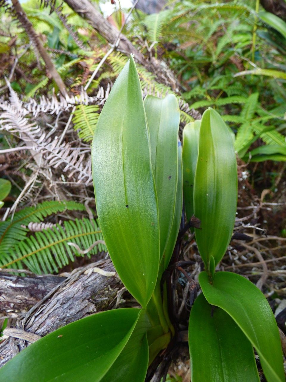 Angraecum cadetii — houseplant care guide