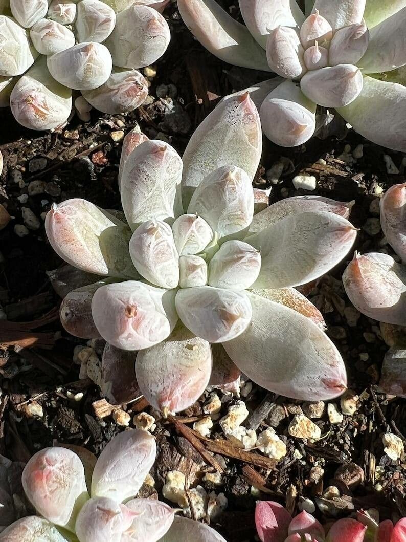Echeveria tolimanensis leaf