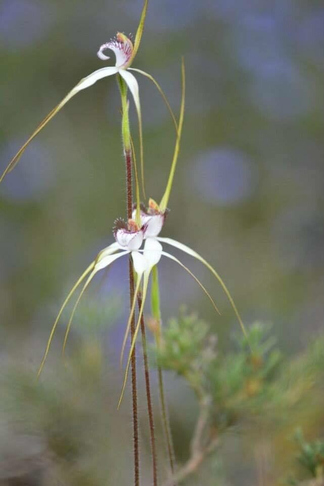 Caladenia denticulata flower