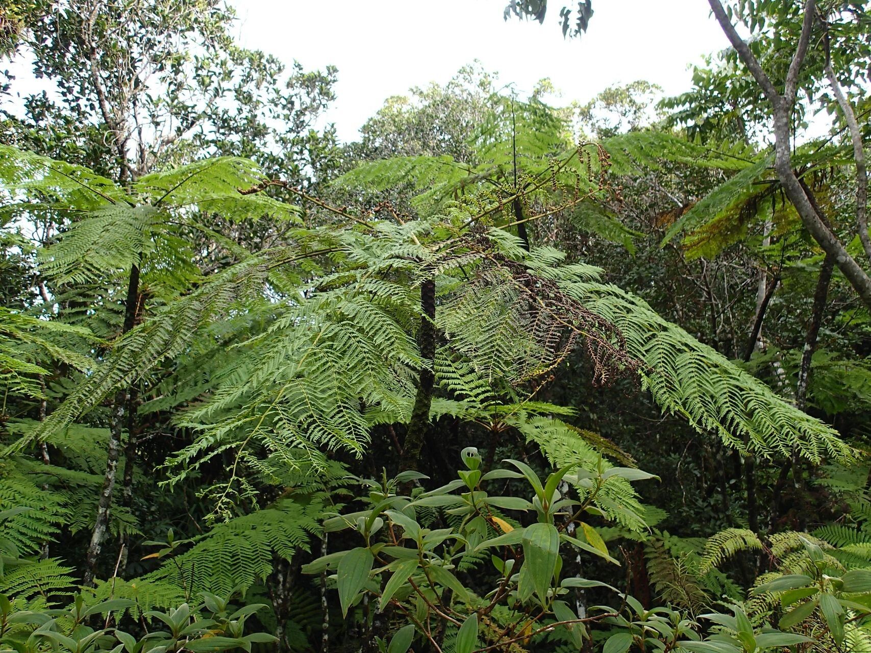 Cyathea cicatricosa habit