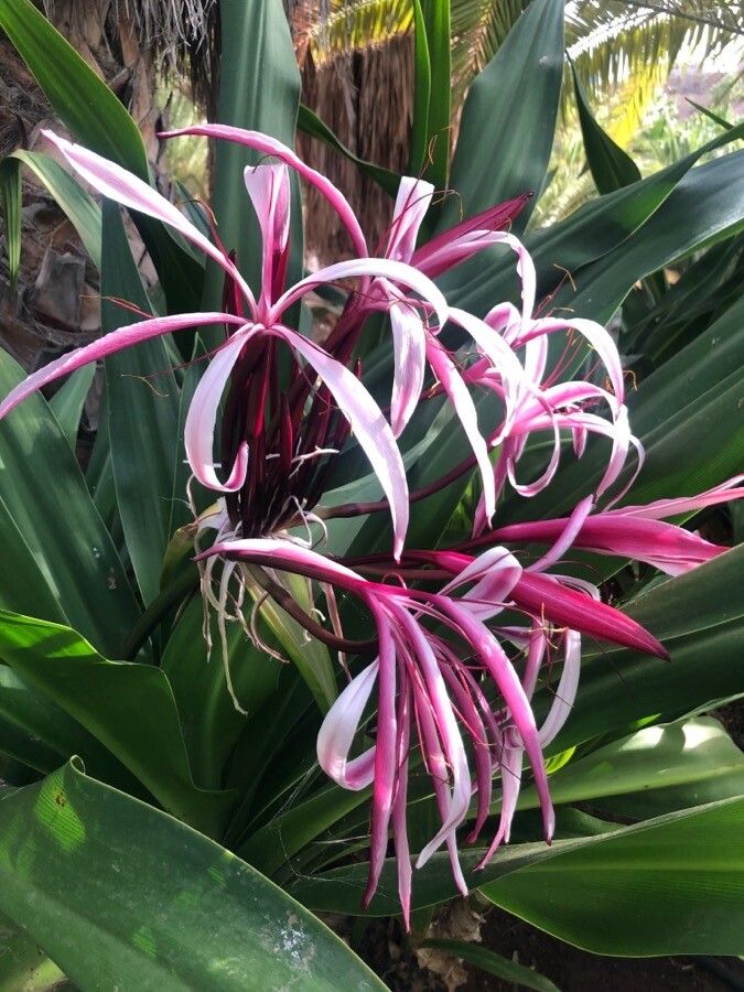 Crinum × amabile flower