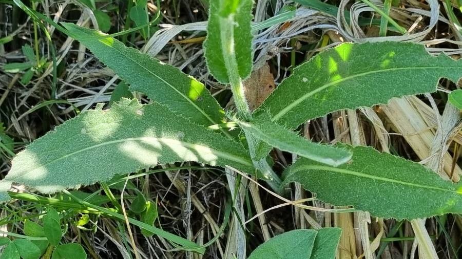Cirsium pannonicum — search result for 'Cirsium'