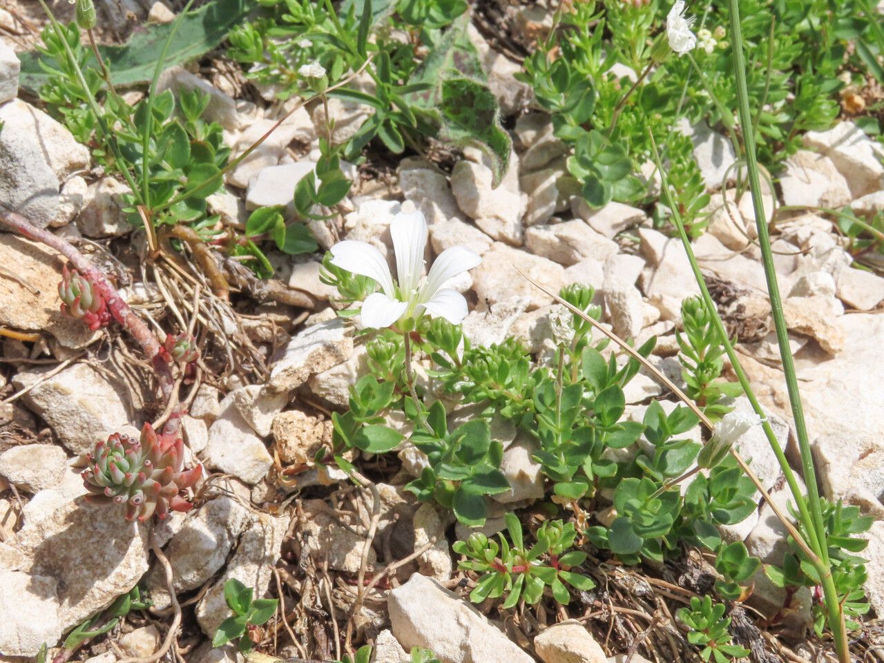 Arenaria bertolonii flower
