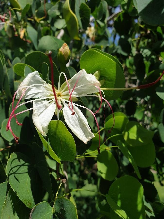Bauhinia hookeri flower