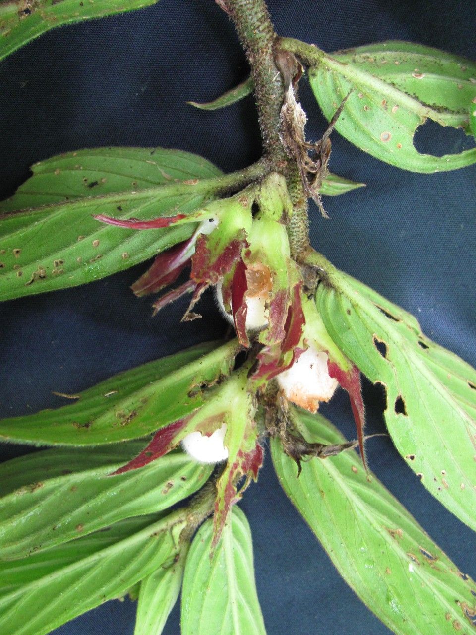 Columnea praetexta other