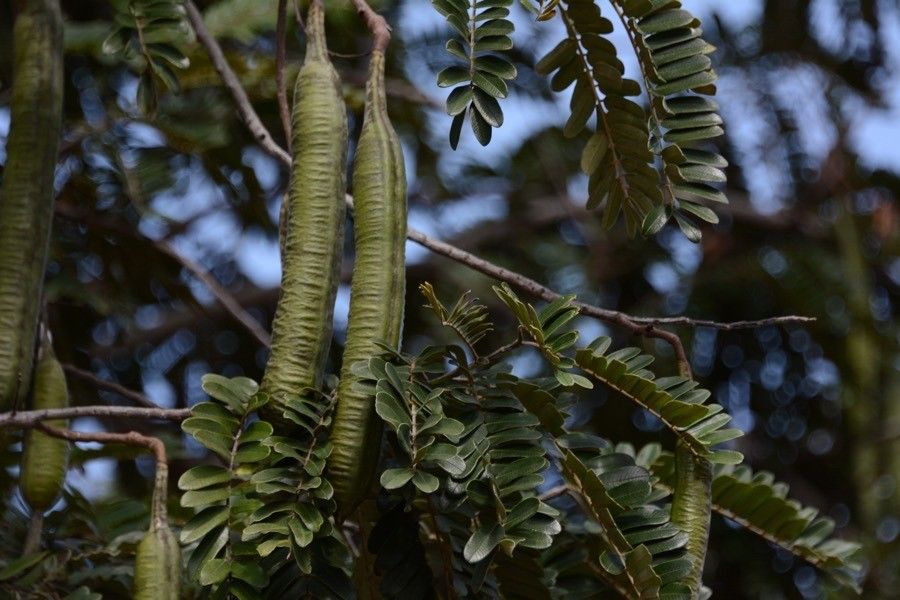Sophora denudata fruit