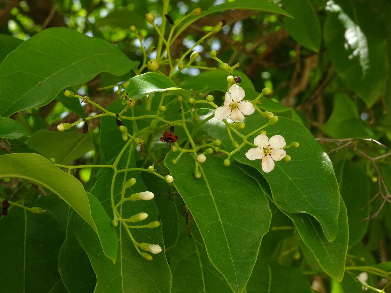 Bourreria baccata flower