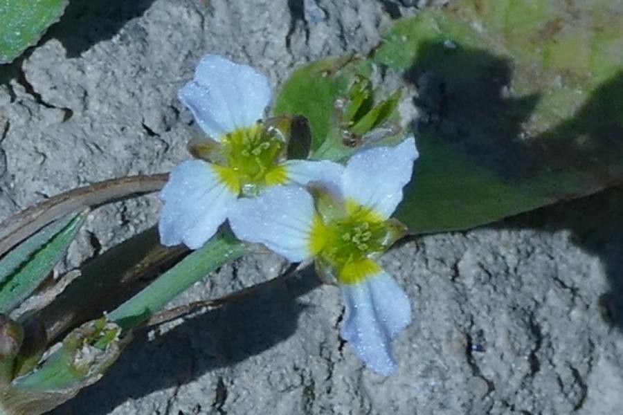 Damasonium alisma flower