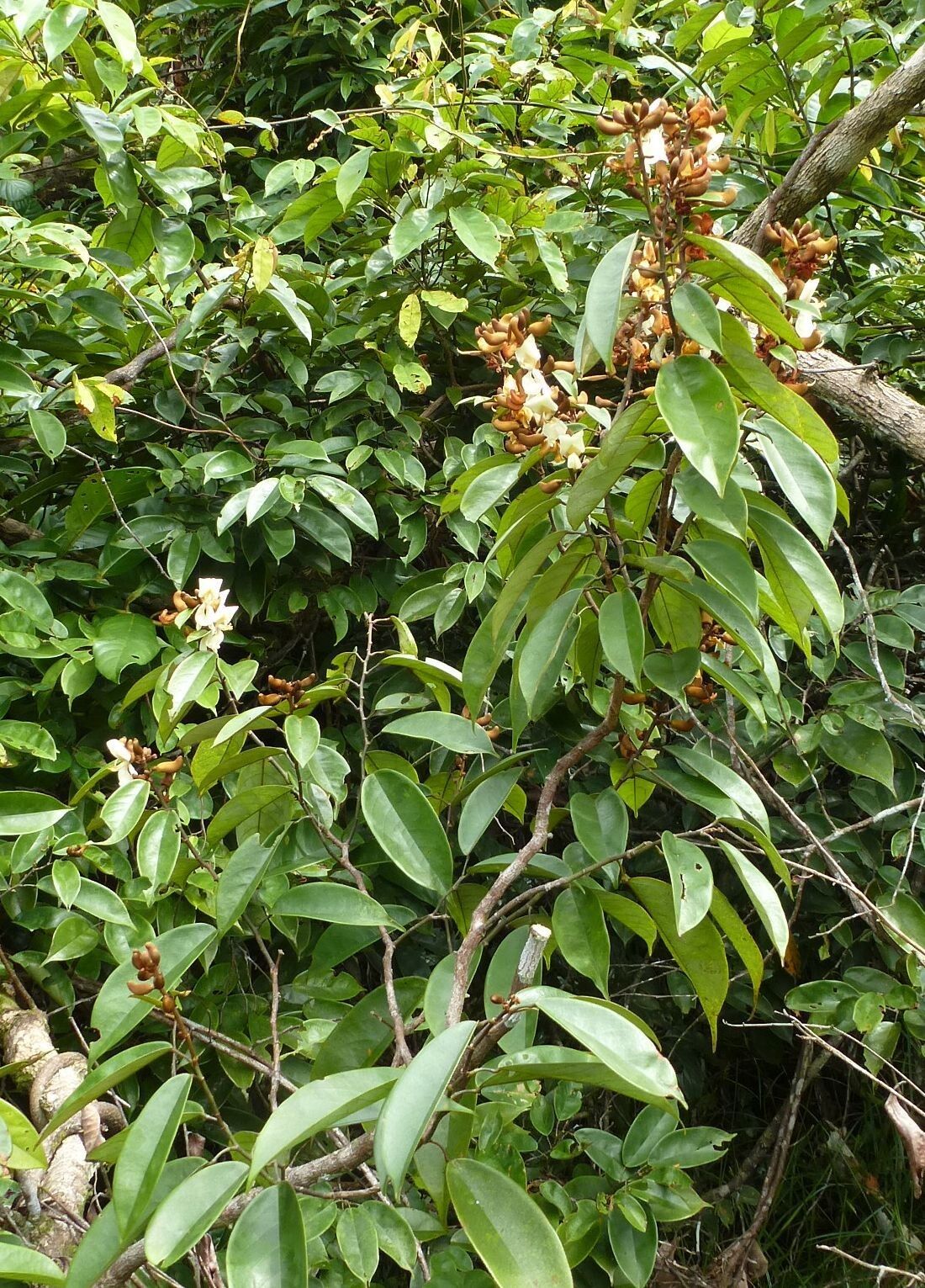 Baphia spathacea habit