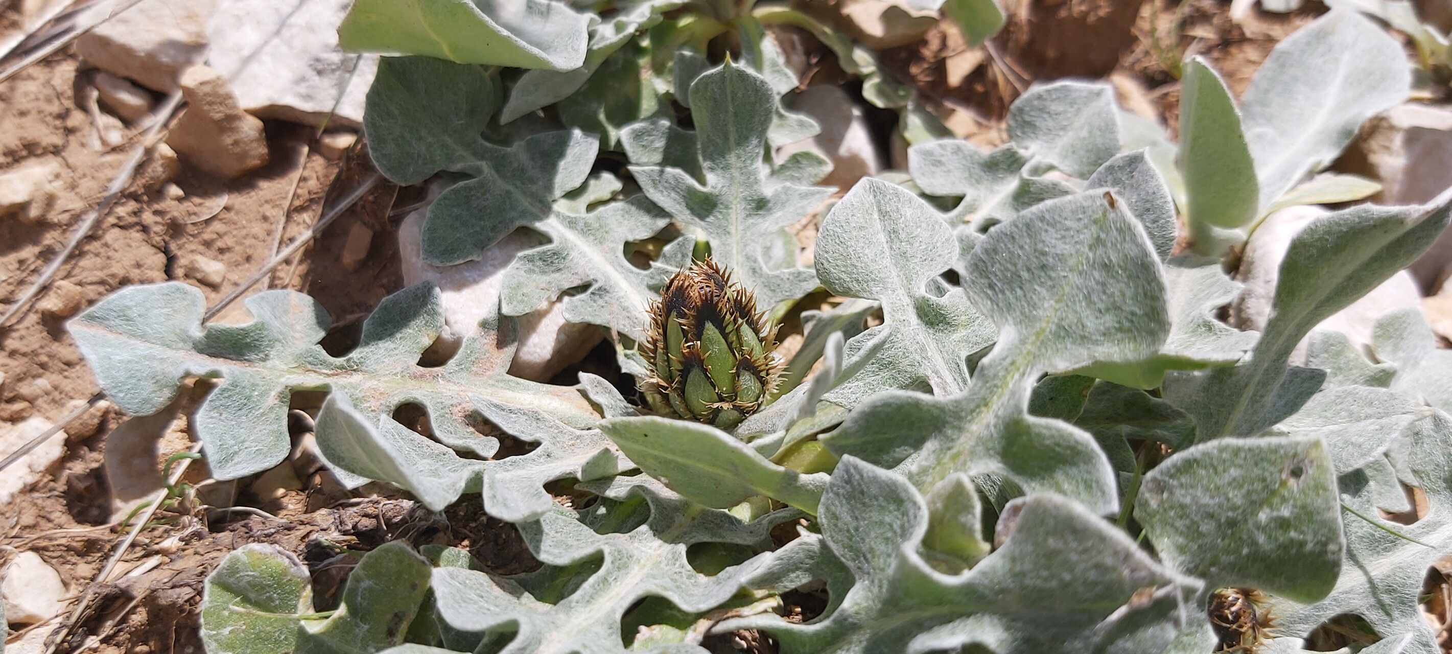 Centaurea pindicola flower