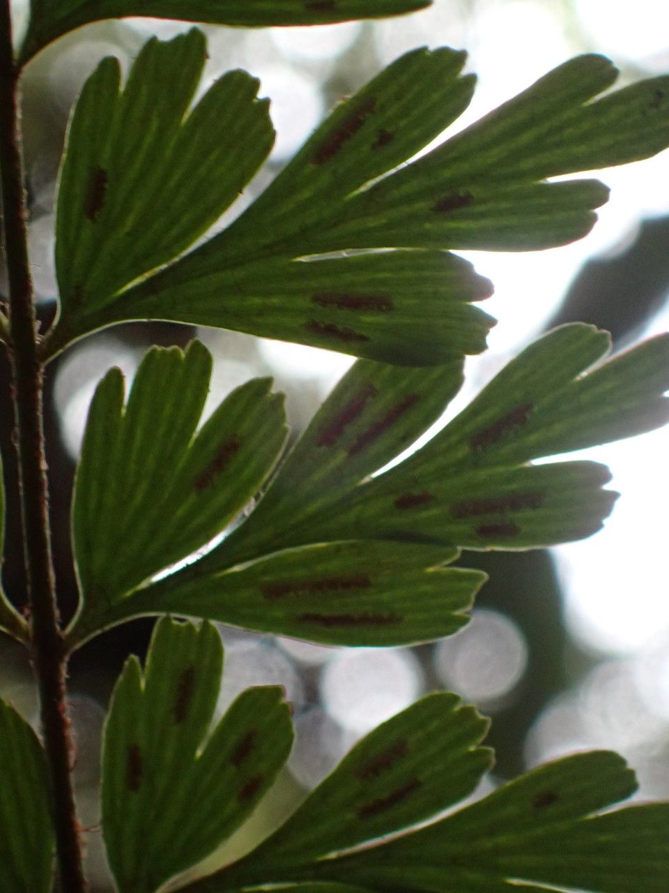 Asplenium aethiopicum fruit
