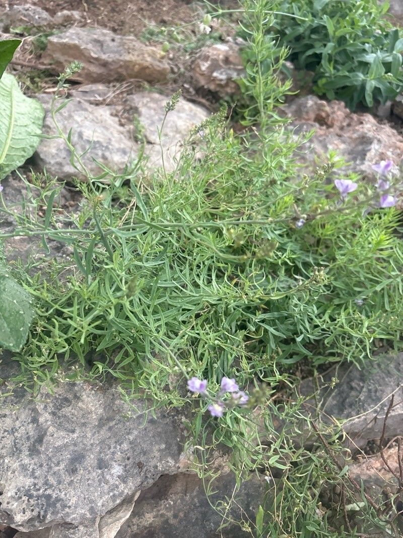 Linaria capraria habit