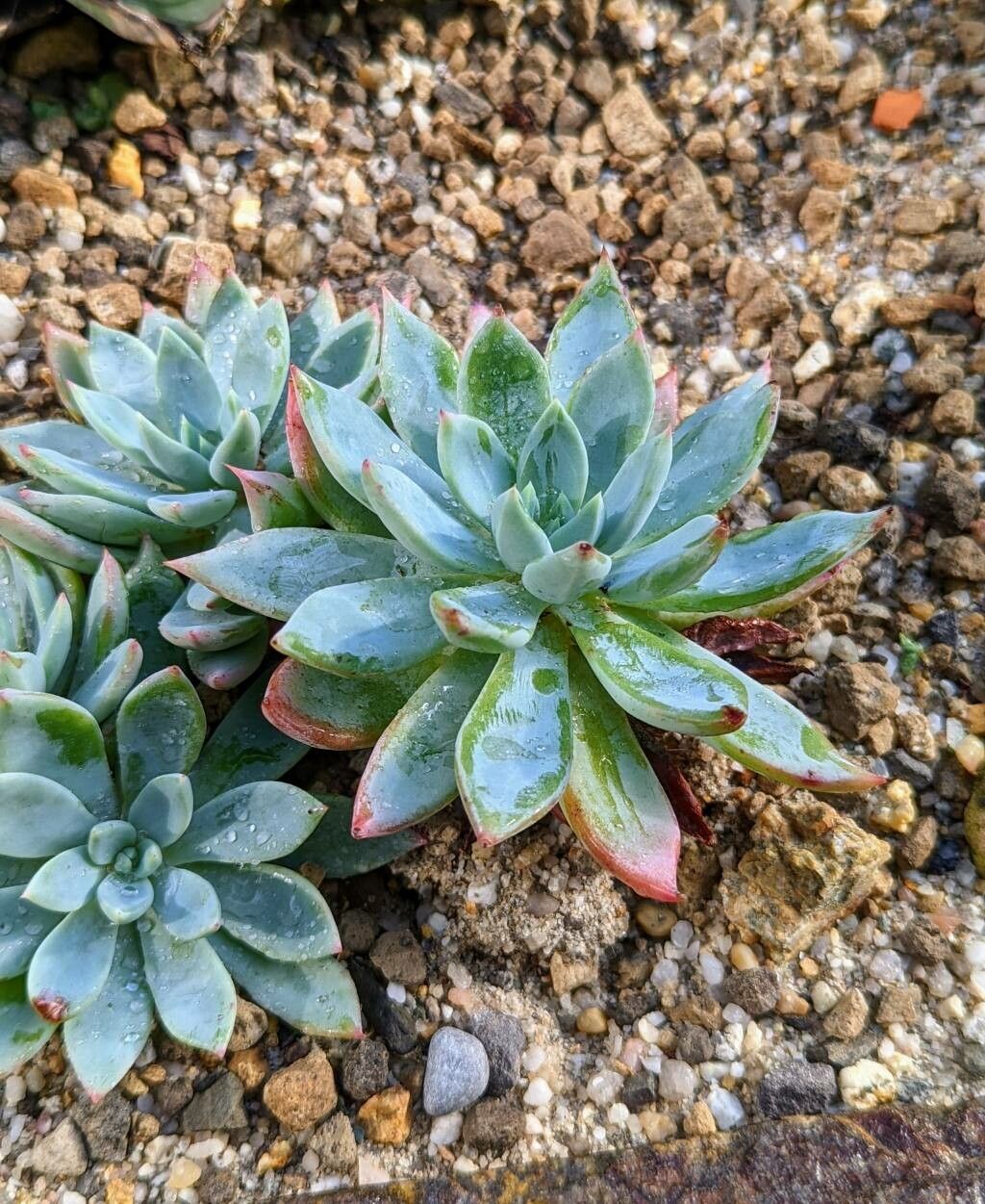 Echeveria subalpina — search result for 'Echeveria'