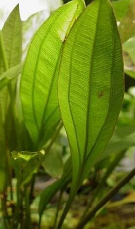 Aquarius decumbens — related species from the same genus