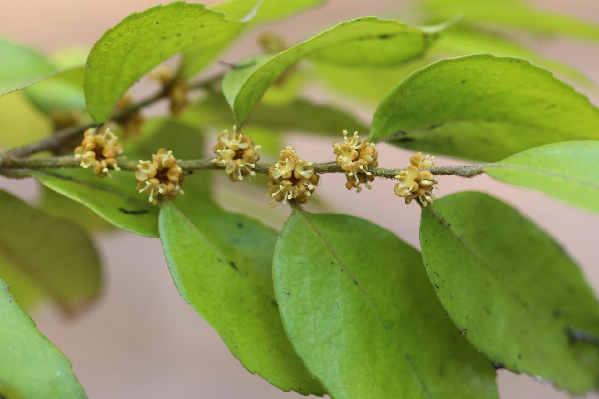 Drypetes gerrardii flower