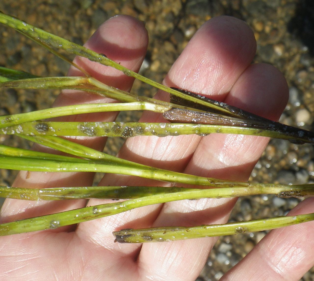 Zostera noltei