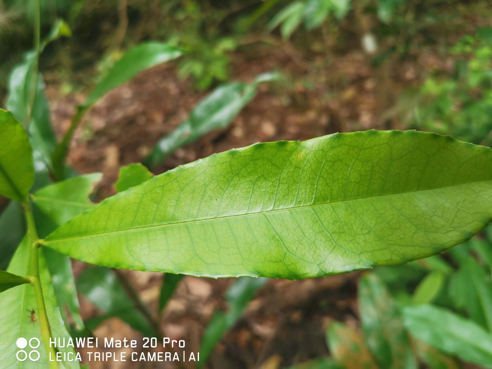 Ixonanthes icosandra leaf