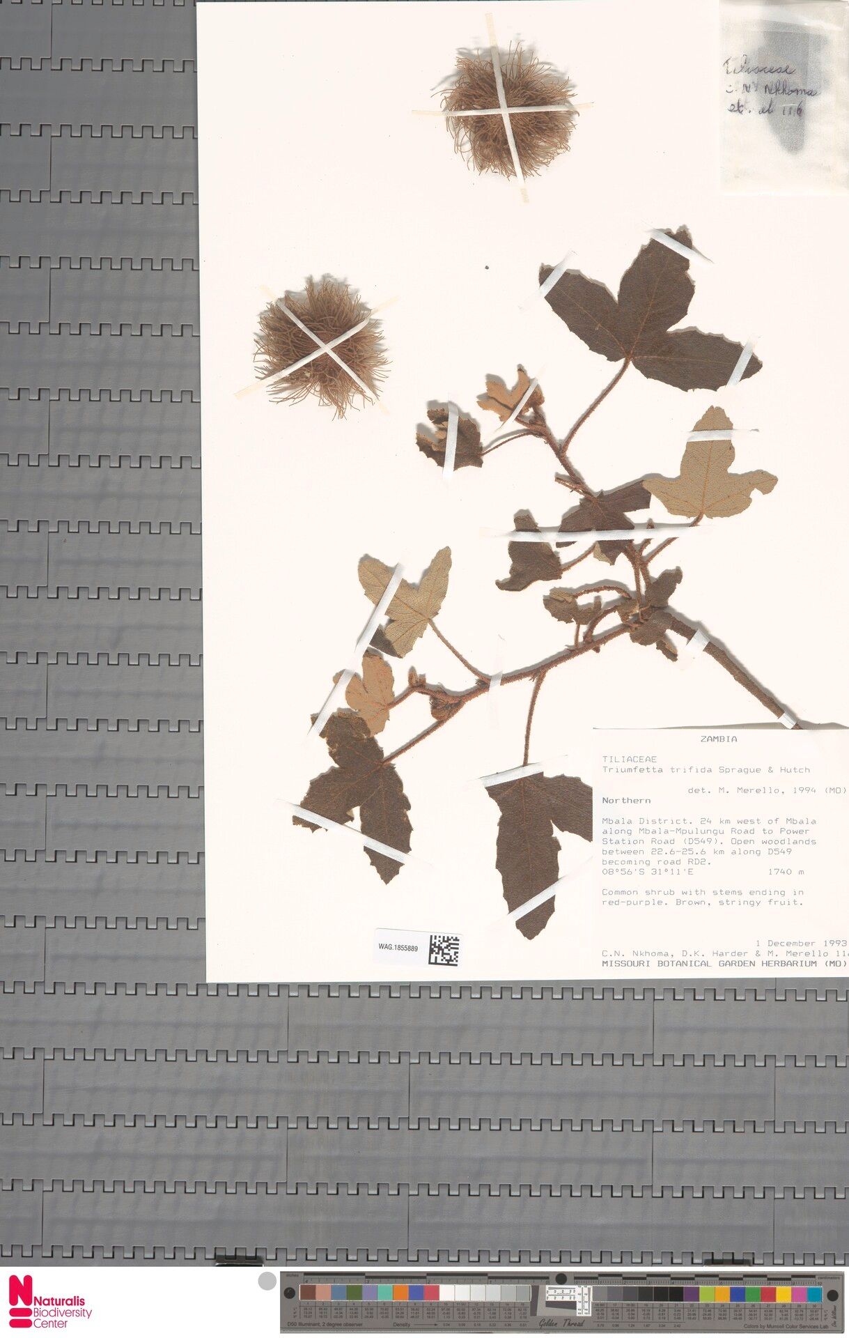 Triumfetta trifida — houseplant care guide