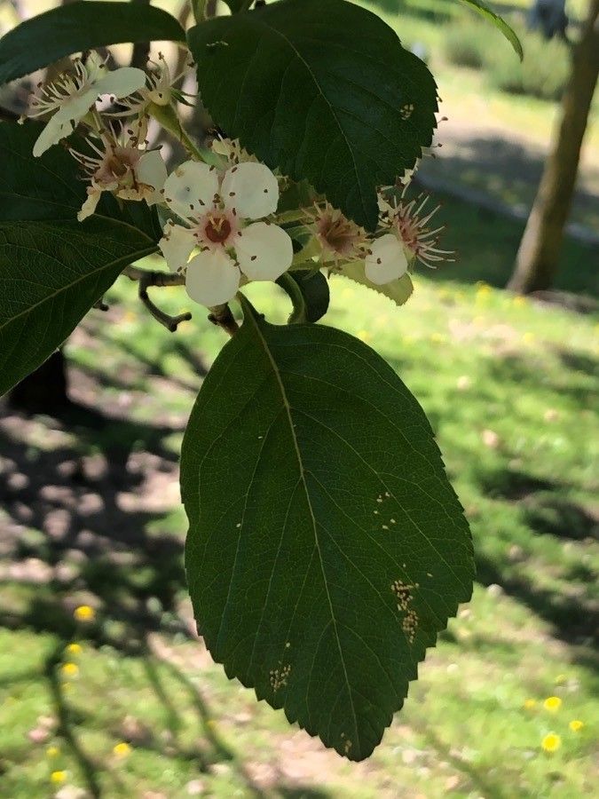 Crataegus × lavallei — search result for 'Crataegus'