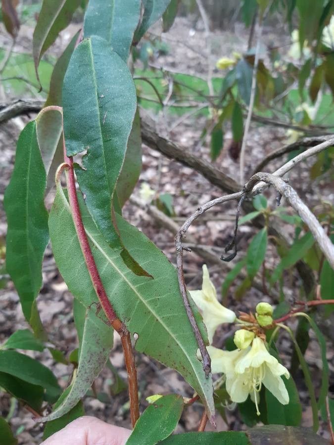 Rhododendron lutescens leaf