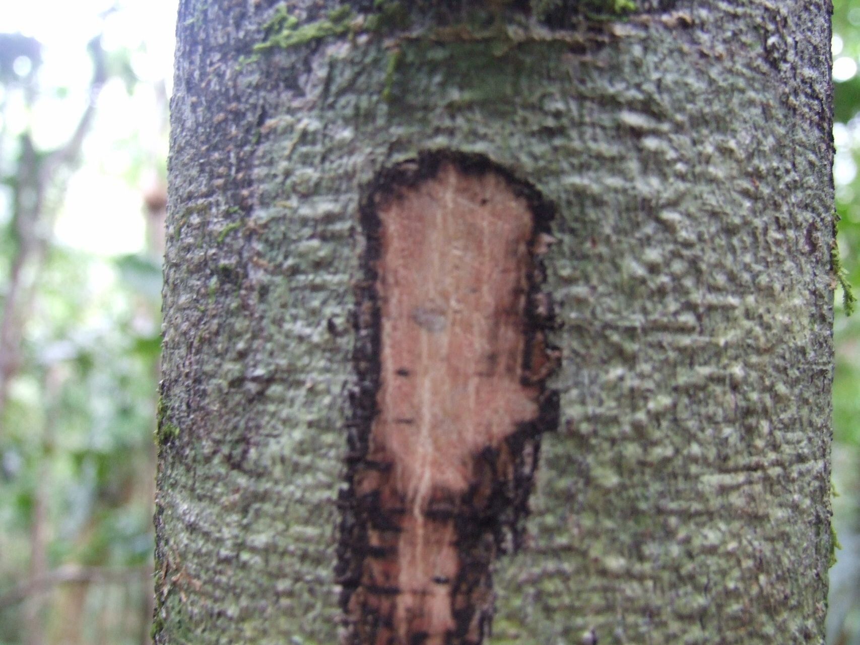 Diospyros flavocarpa bark