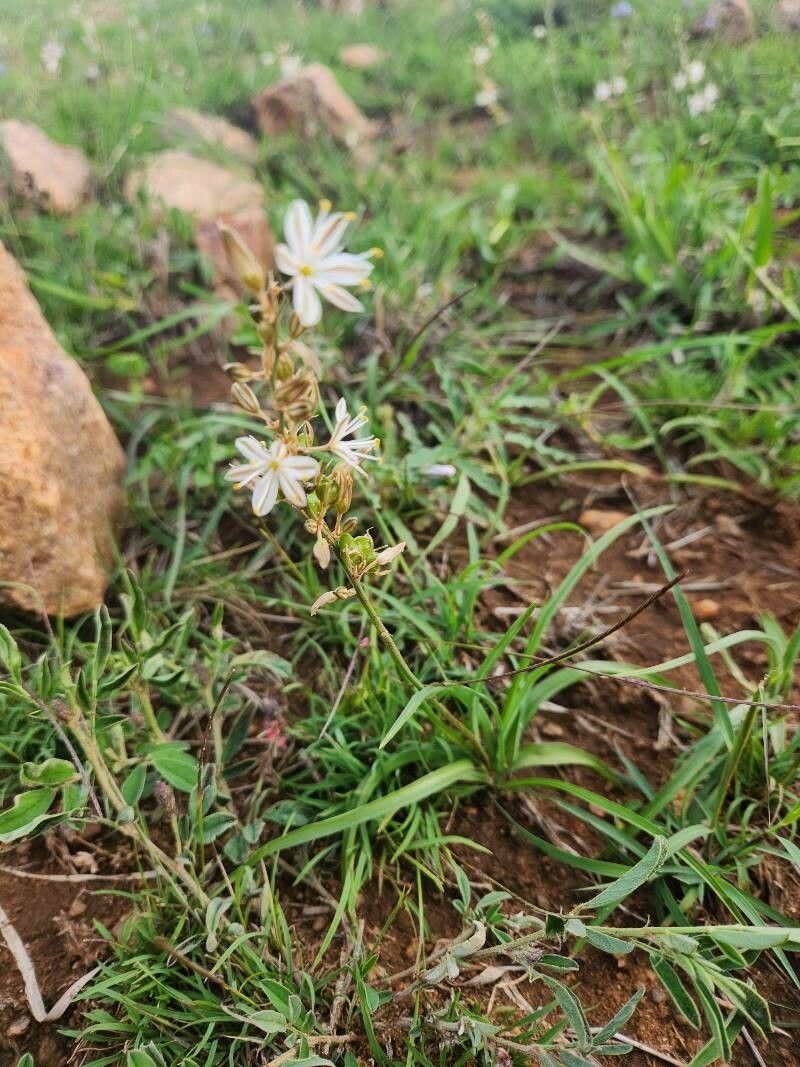 Chlorophytum affine flower