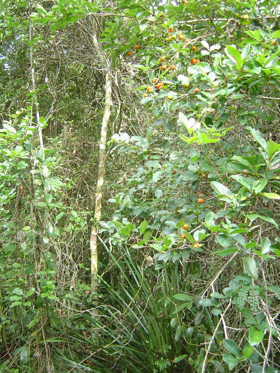 Eugenia speciosa habit