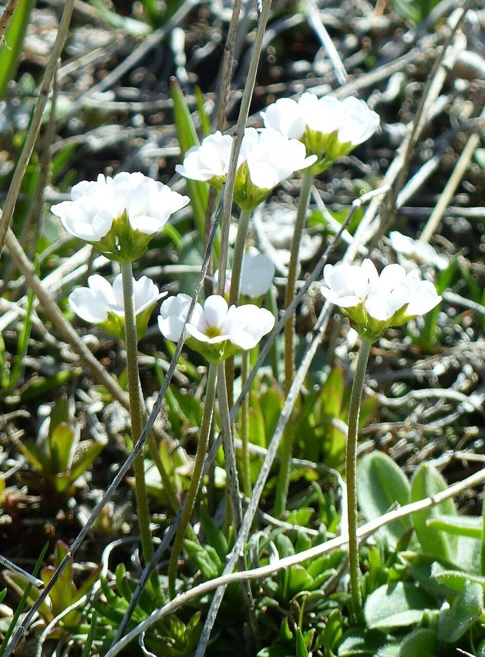Androsace adfinis — related species from the same genus