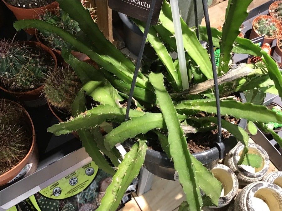 Aporocactus martianus