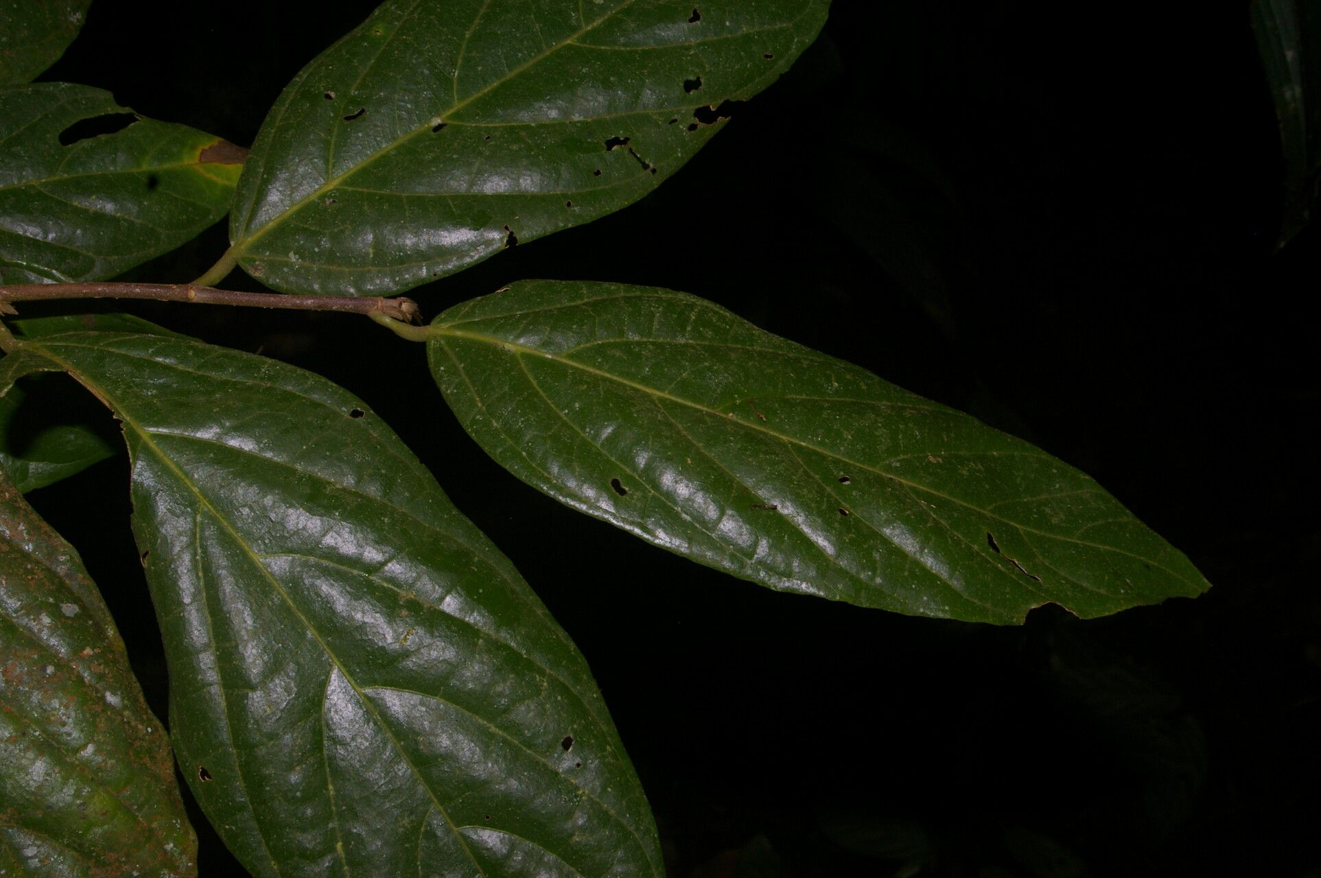 Quararibea nigrescens leaf