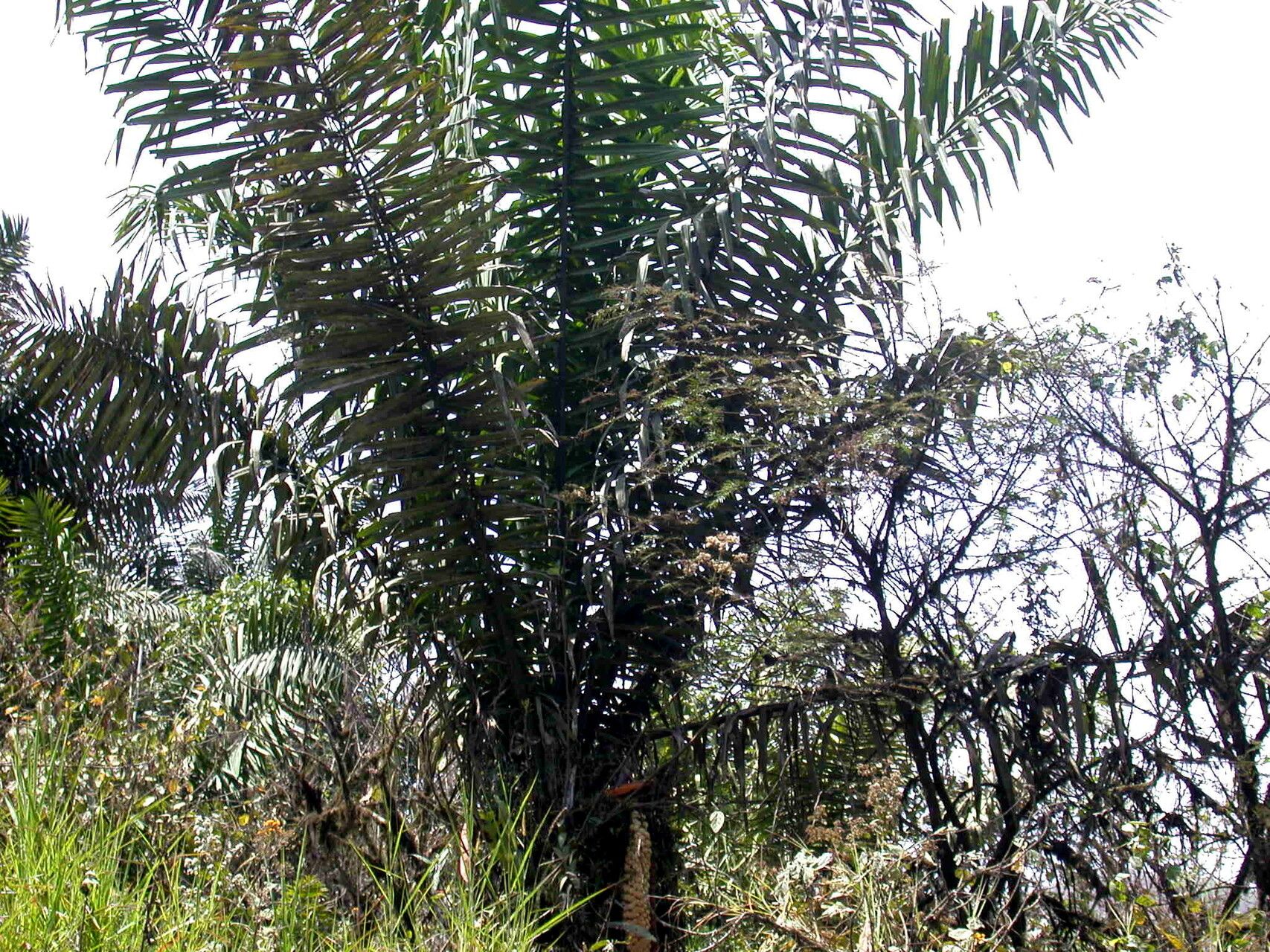 Phytelephas aequatorialis habit