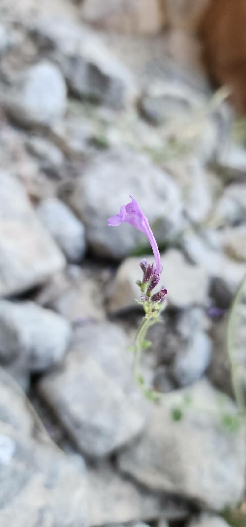 Nepeta macrosiphon flower
