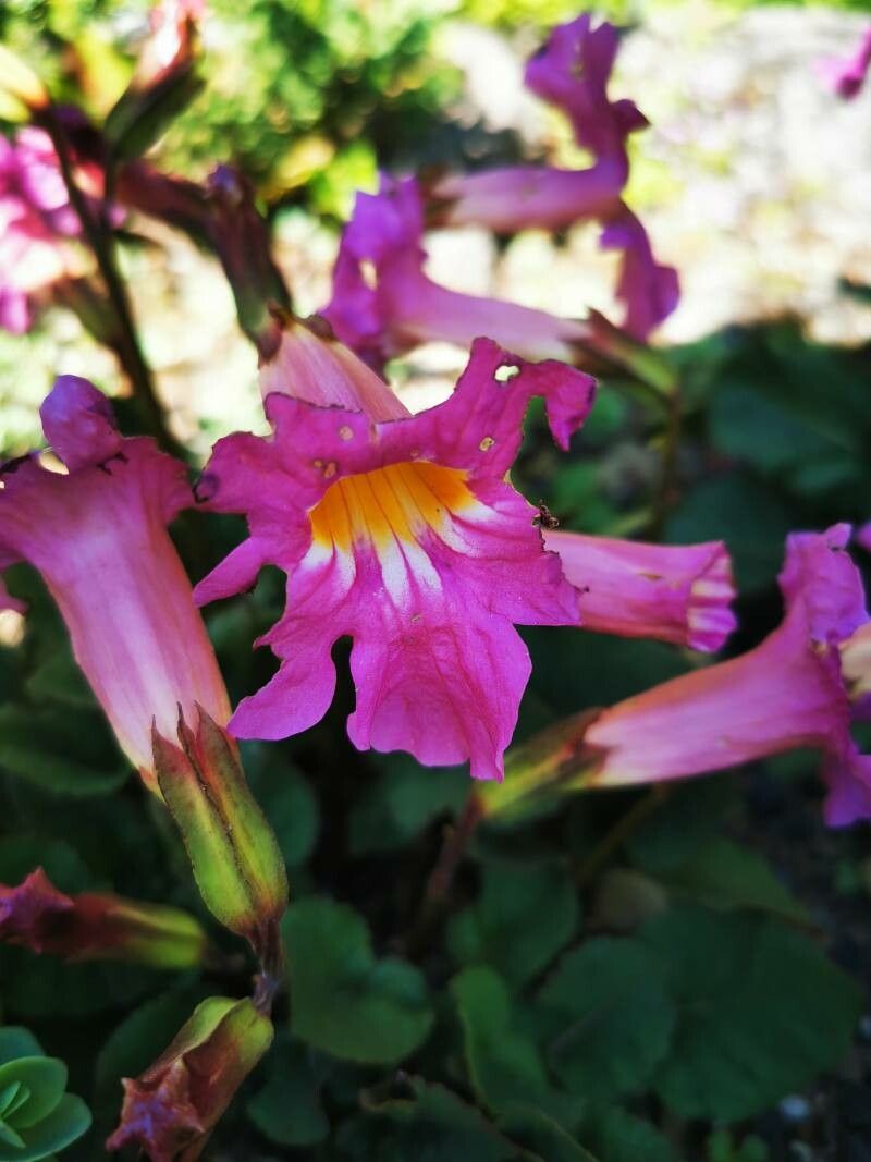 Incarvillea compacta flower