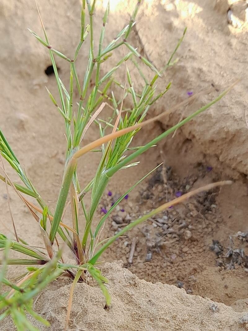 Cutandia dichotoma leaf