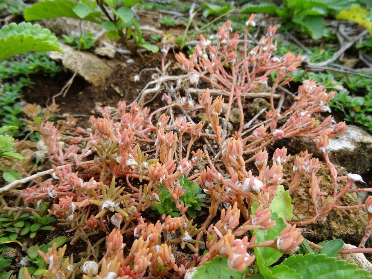 Portulaca halimoides habit
