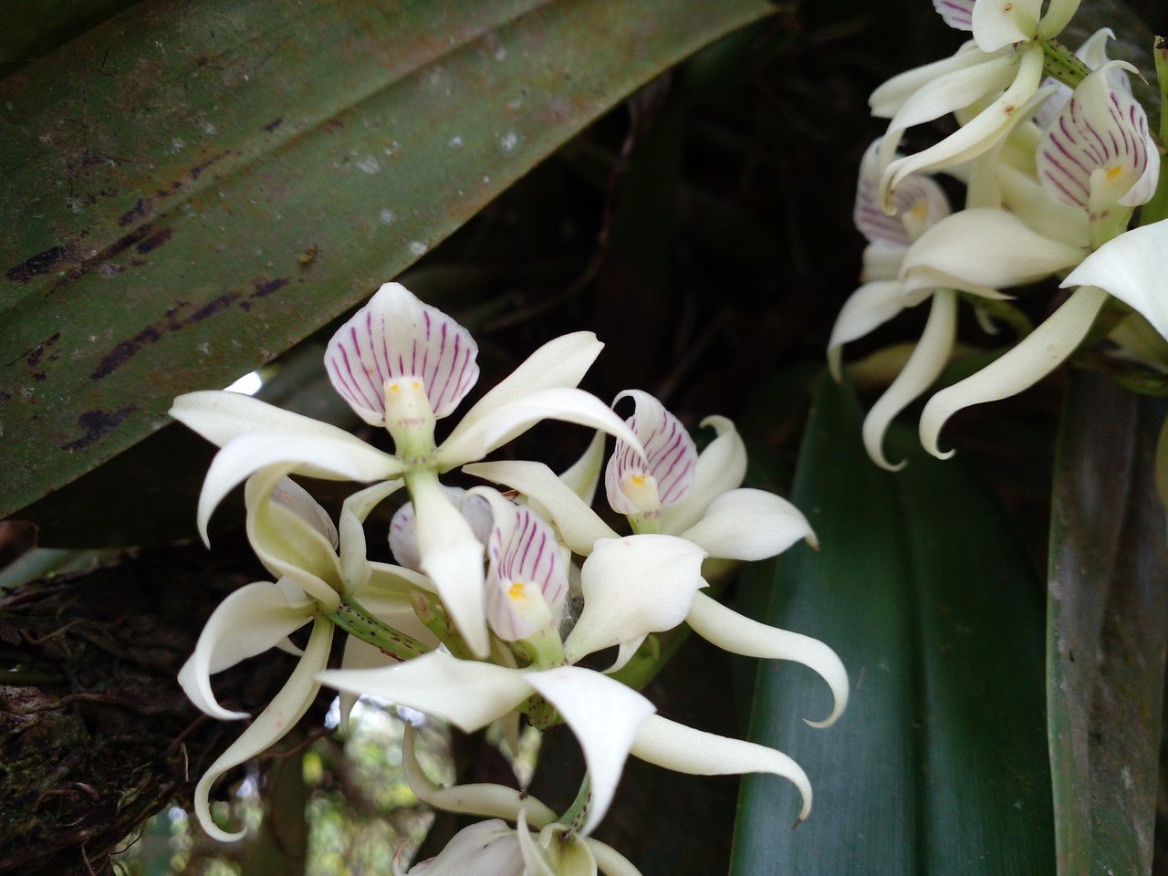 Prosthechea fragrans flower