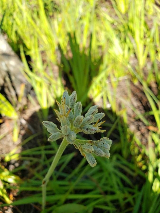 Lachnanthes caroliana flower