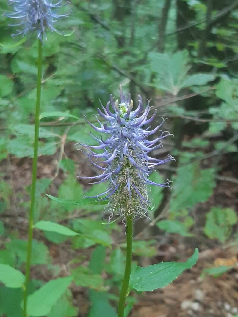 Phyteuma persicifolium — search result for 'Phyteuma'