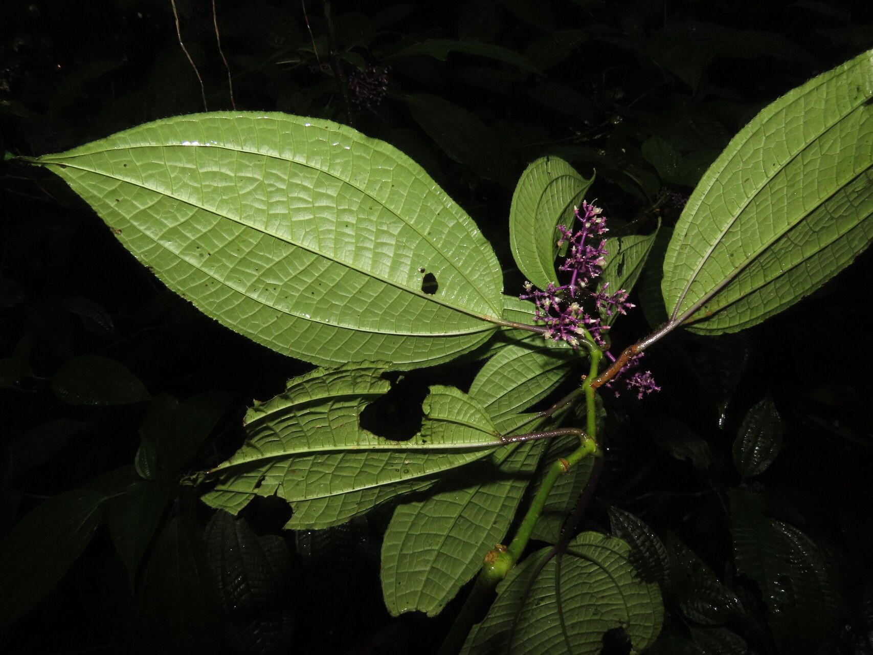 Miconia centrodesma leaf