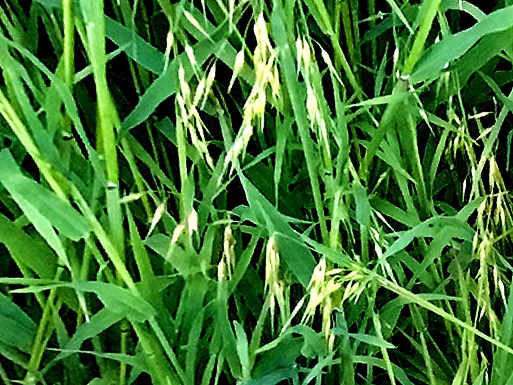 Ehrharta longiflora flower