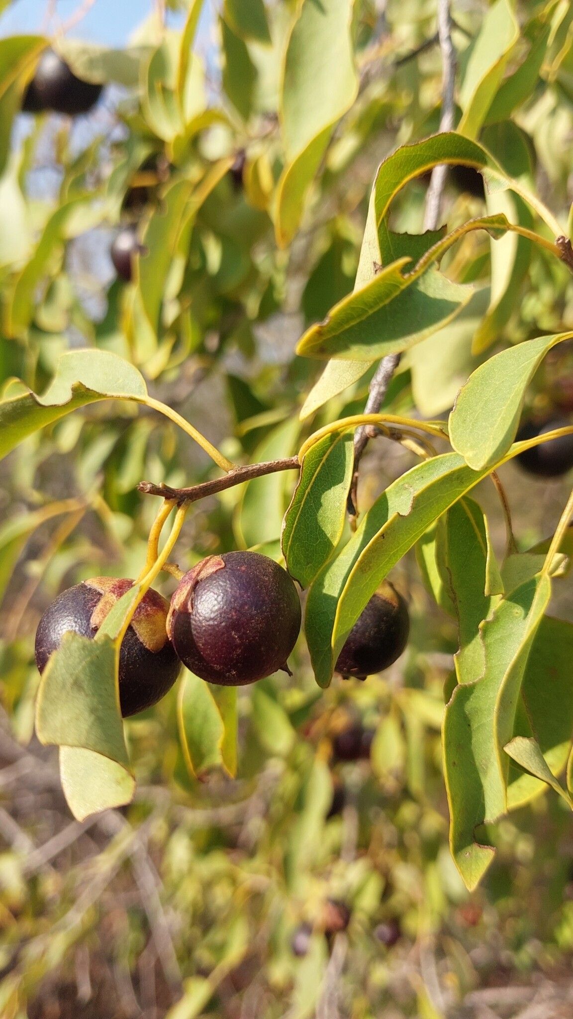Bourreria bosseri fruit