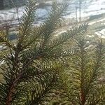 Picea abies