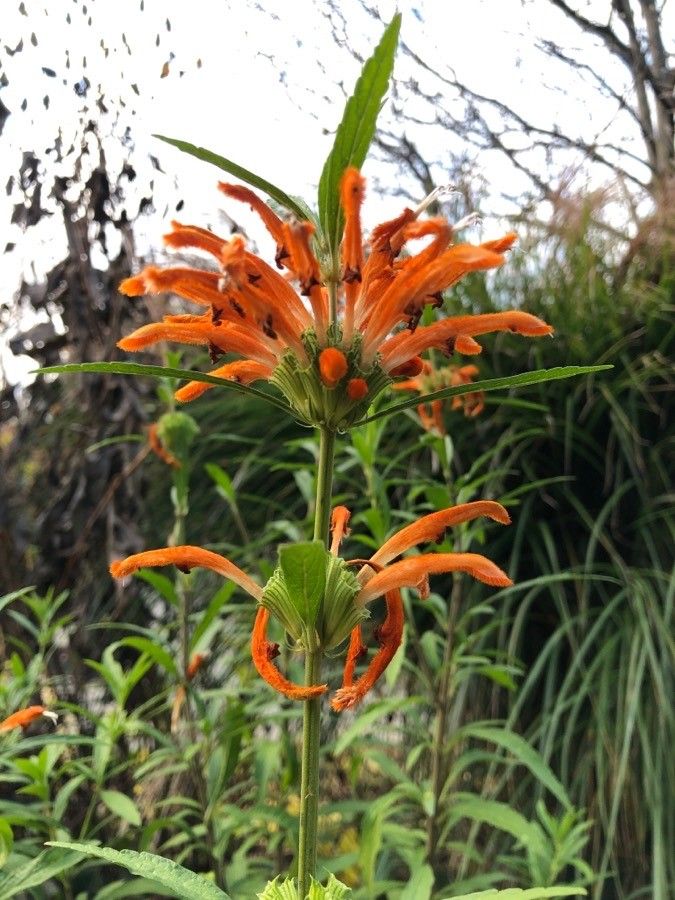 Leonotis leonurus flower