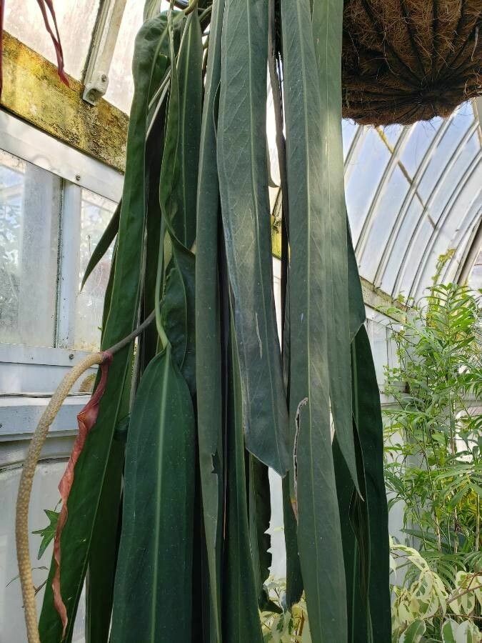 Anthurium wendlingeri — search result for 'Anthurium'