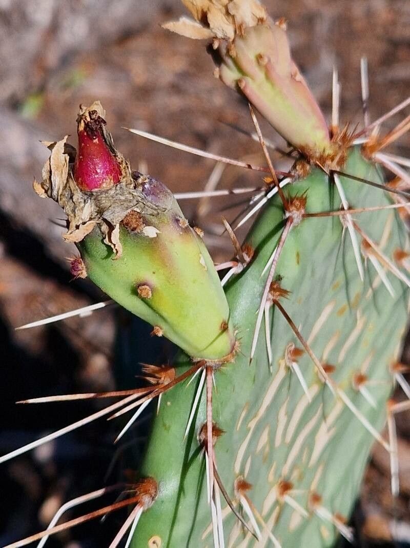 Opuntia littoralis fruit