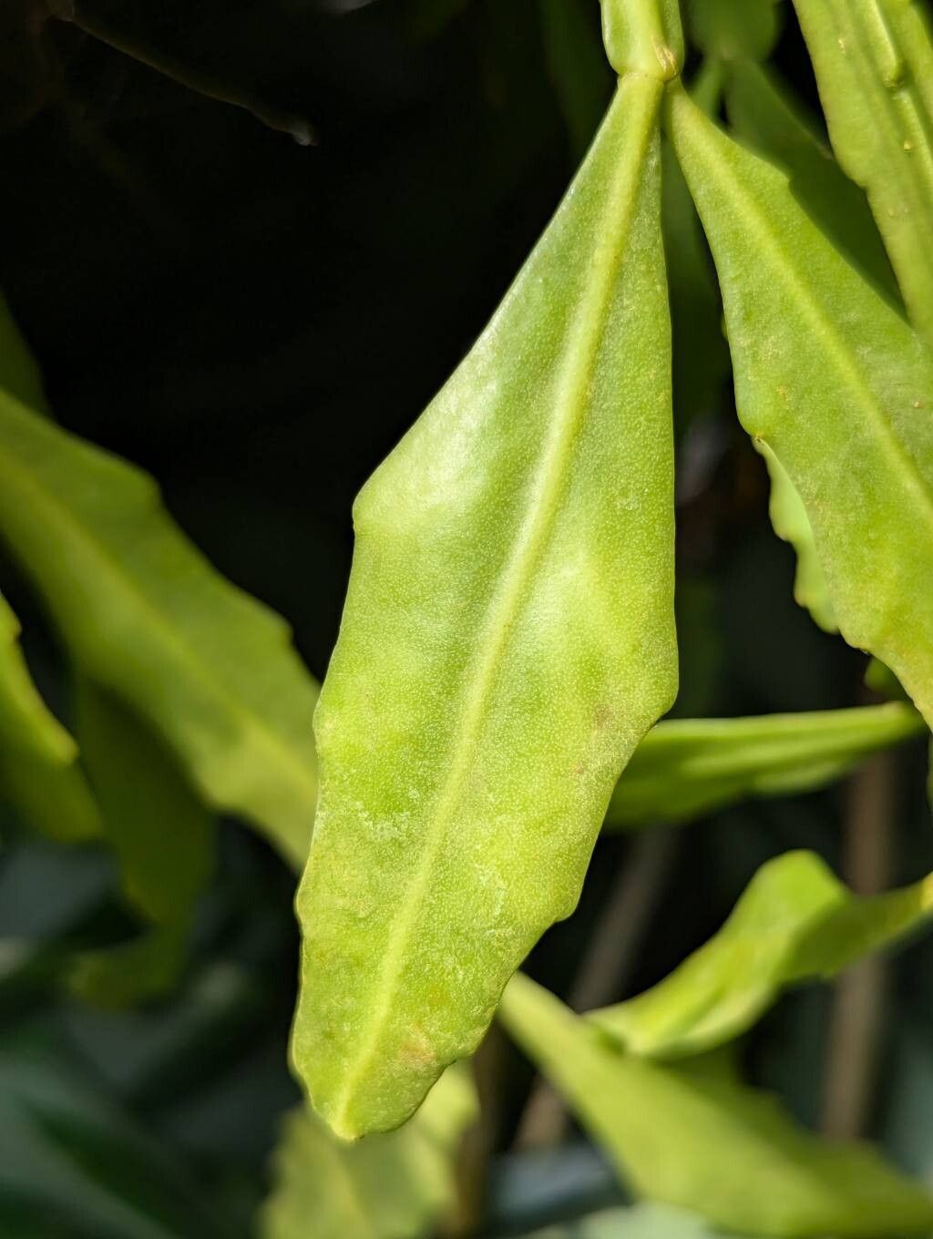 Rhipsalis goebeliana — search result for 'Rhipsalis'