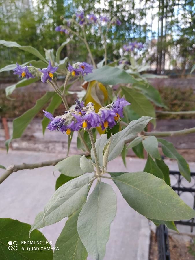Solanum granuloso-leprosum flower